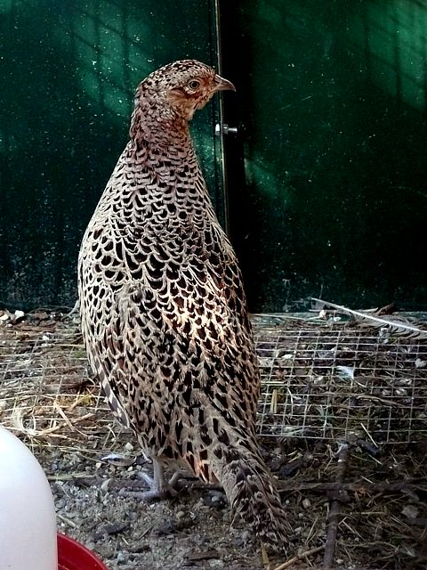 Faisane de Colchide