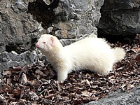Furet, mustela putorius furo