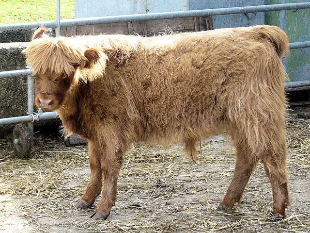 Veau Highland