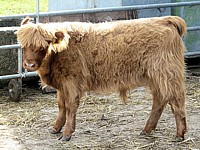 Veau Highland