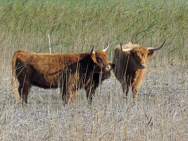 Vache Highland, bos taurus