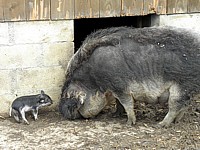 Cochon laineux, mangalitza