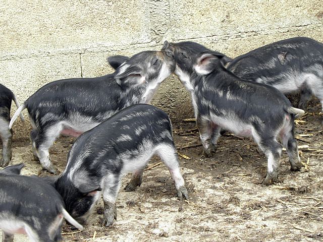 Jeunes cochons laineux