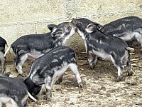 Jeunes cochons laineux