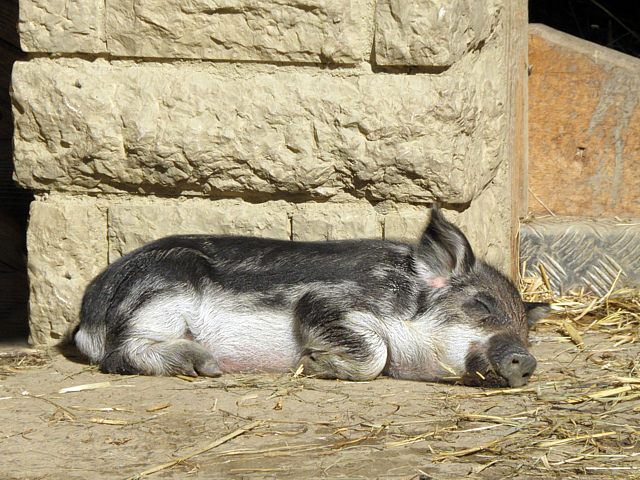Cochon laineux, mangalitza