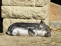 Mangalitza