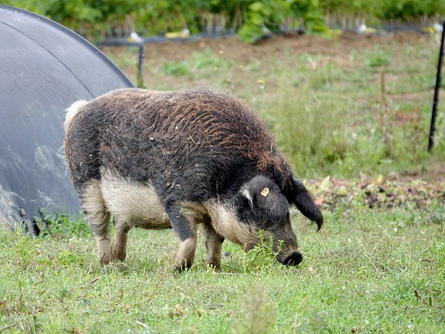 Cochon laineux, mangalitza