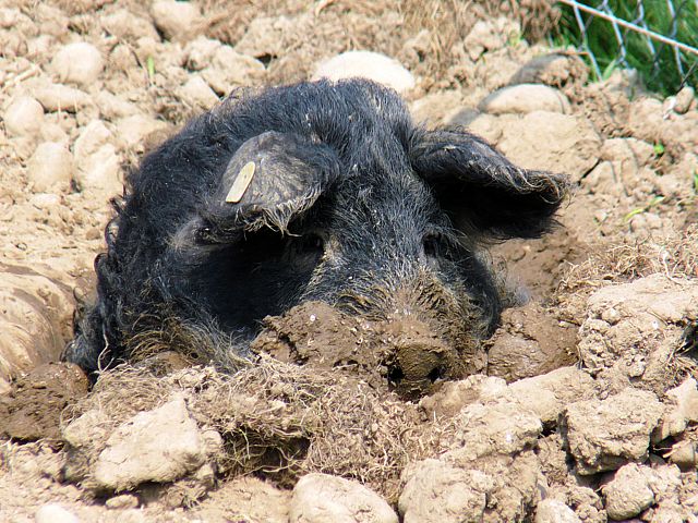 Mangalitza dans la boue