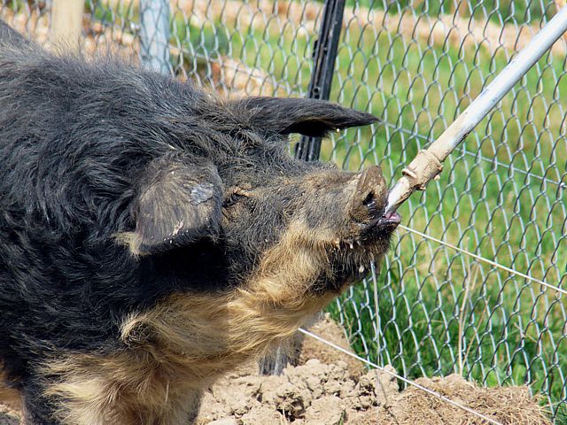 Cochon laineux se dsaltrant