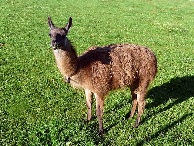 Lama