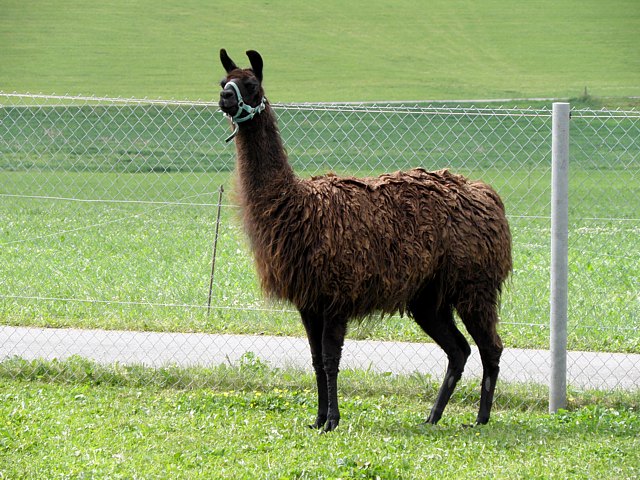 Lama
