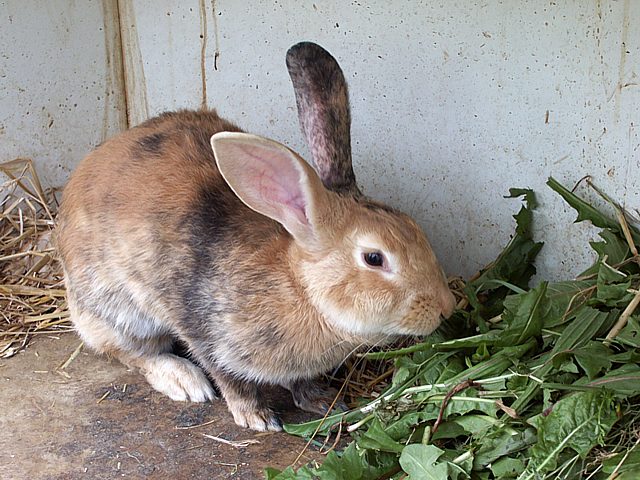 Lapin, oryctolagus cuniculus