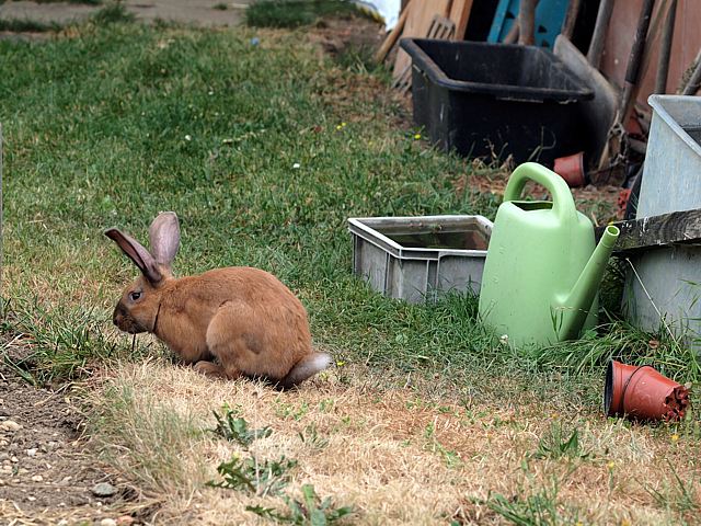 Lapin en libert
