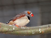 Diamant mandarin, taeniopygia guttata
