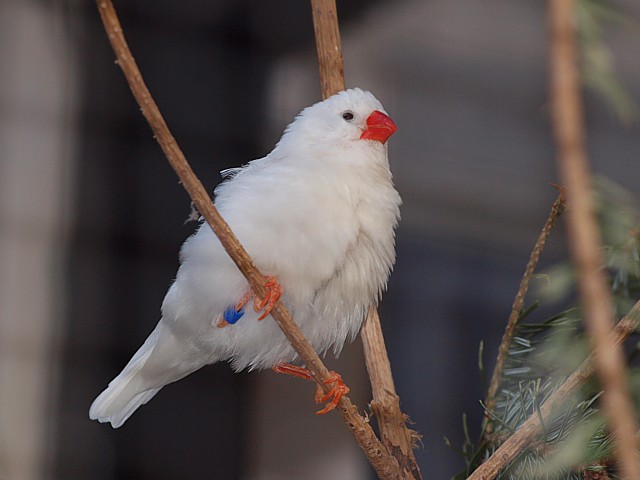 Diamant mandarin, taeniopygia guttata