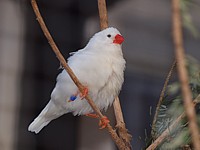 Diamant mandarin blanc