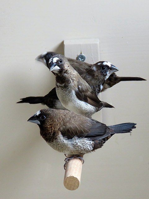 Moineaux du Japon, lonchura striata domestica