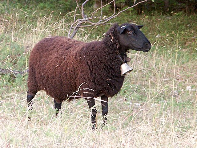 Mouton, ovis aries