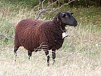 Mouton, ovis aries