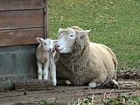 Brebis et agneau