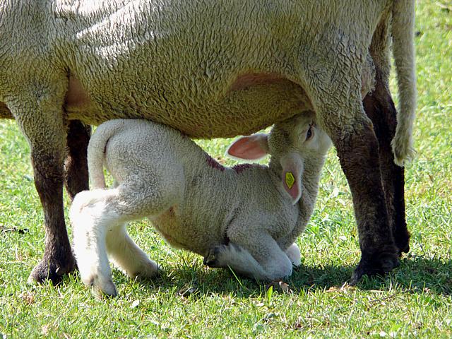 Brebis et agneau