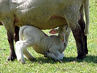 Jeune brebis