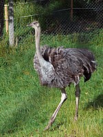 Nandou, rhea americana