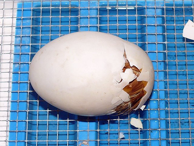 Eclosion d'un oeuf
