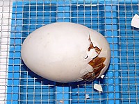 Eclosion
