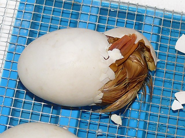 Eclosion en couveuse