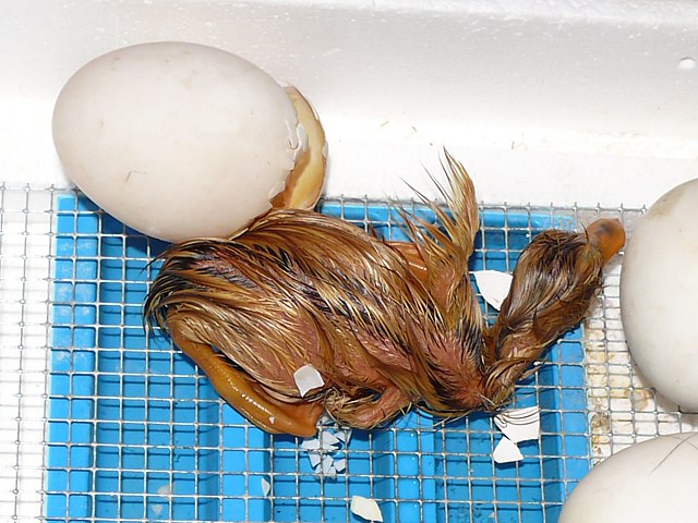 Eclosion d'un oeuf de cane