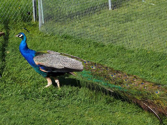 Paon, pavo cristatus