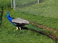 Paon, pavo cristatus