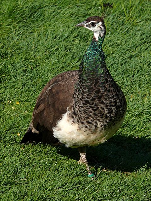 Paonne, pavo cristatus