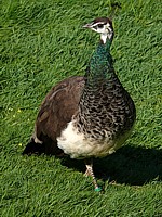 Paonne, pavo cristatus