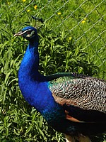 Paon, pavo cristatus