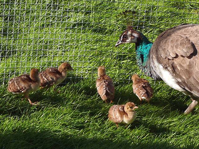 Paonne et ses poussins