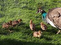 Paonne et ses poussins