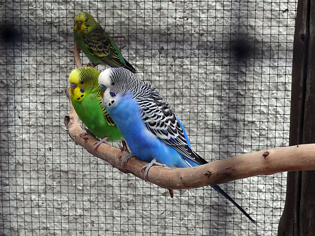 Perruches ondules, melopsittacus undulatus
