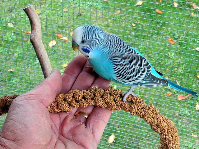 Perruches ondulées, melopsittacus undulatus