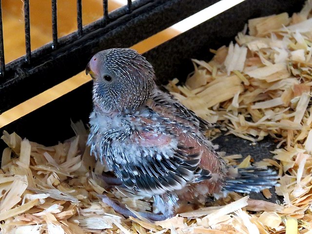 Perruches ondulées, melopsittacus undulatus