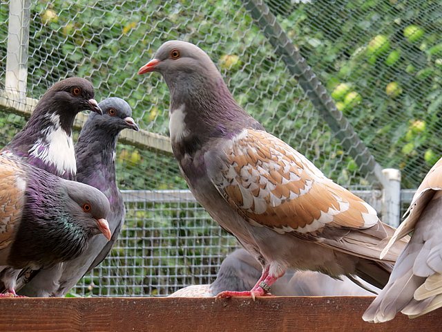 Pigeons d'levage