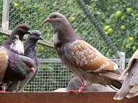Pigeon d'élevage