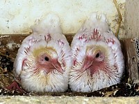 Jeunes pigeons