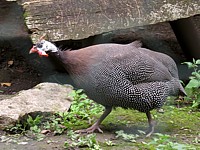 Pintade de Numidie, numida meleagris