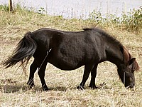 Poney, equus caballus