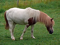Poney