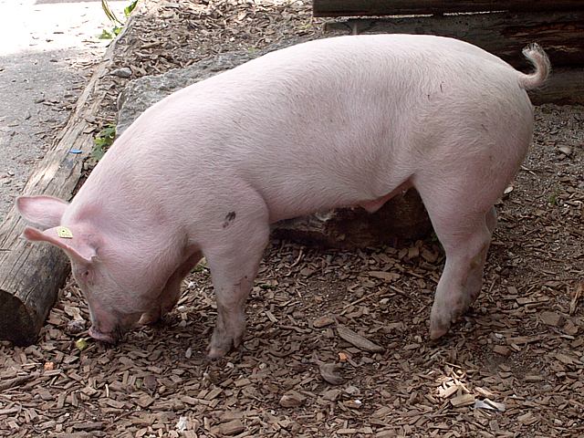 Porc domestique, sus scrofa domesticus