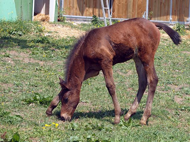 Poulain, equus caballus