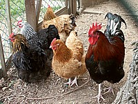 Poules et coq